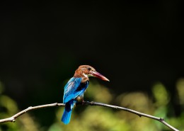 蓝翡翠鸟类图片(8张)