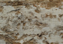 破旧的木头背景素材图片(9张)