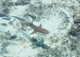 大海里的鲨鱼图片(10张)