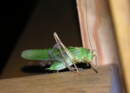 一只绿色的蚱蜢图片(10张)