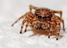 毛茸茸的蜘蛛图片(10张)