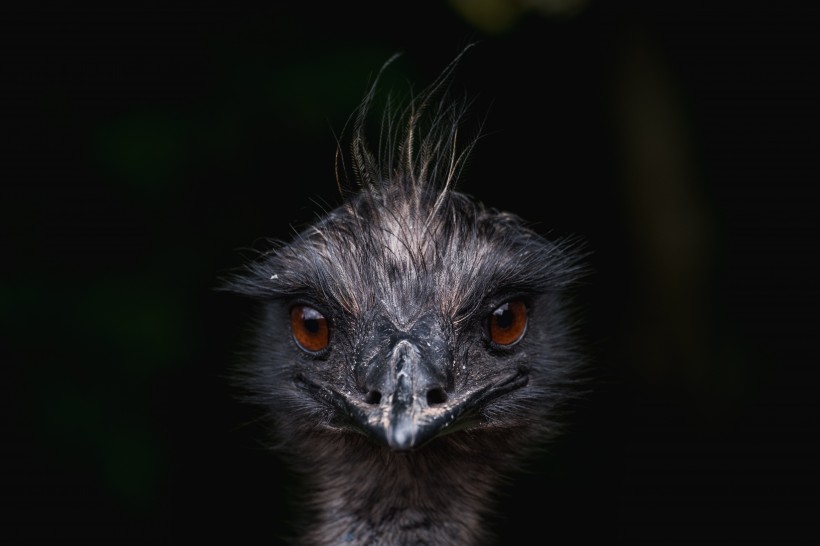非洲的野生鸵鸟图片(10张)