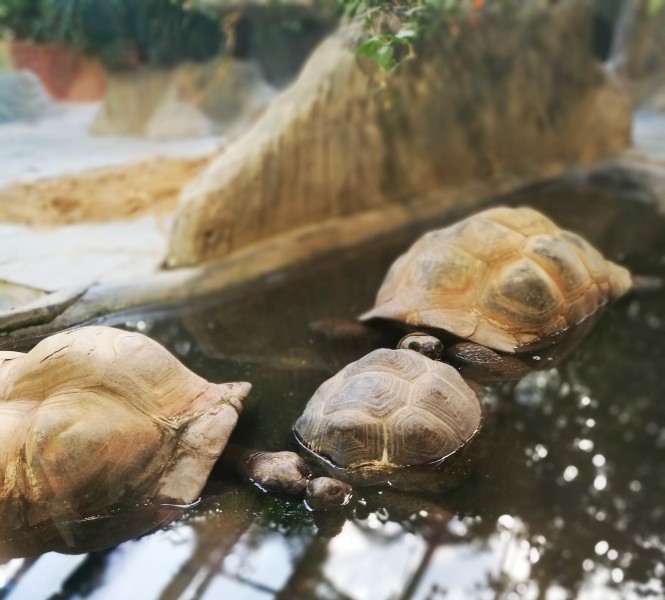 爬行缓慢的乌龟图片(12张)