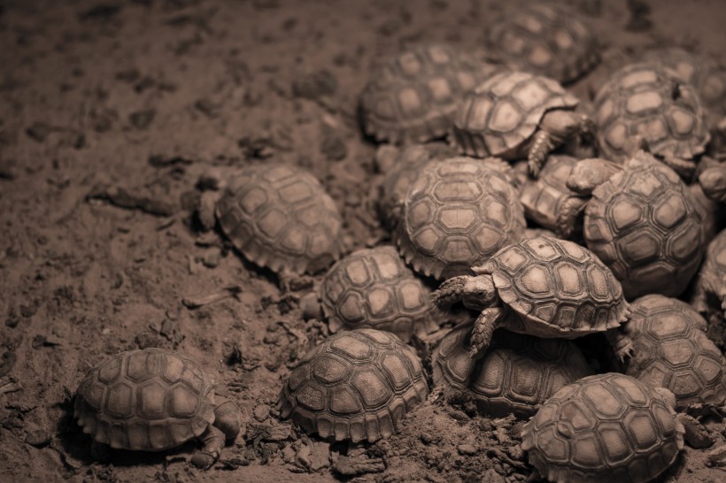 爬行缓慢的乌龟图片(12张)