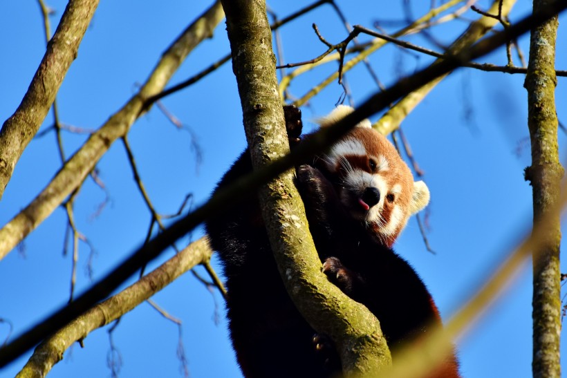 呆萌的小熊猫图片(11张)