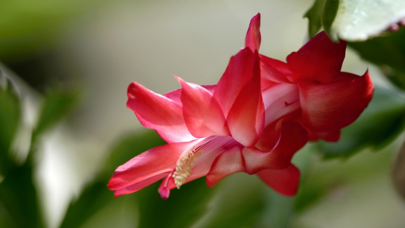 蟹爪兰花卉图片(10张)
