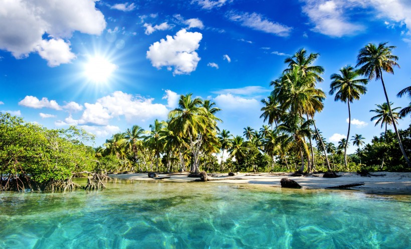 海边的椰子树图片(8张)