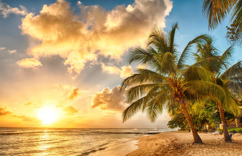 海边的椰子树图片(8张)