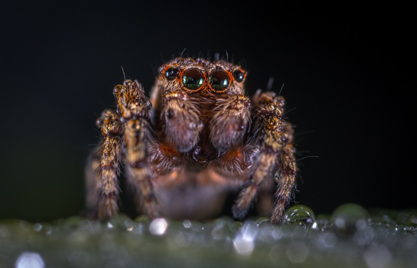 毛茸茸的蜘蛛图片(10张)