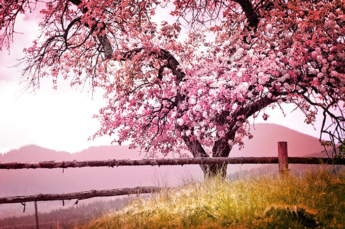 春天浪漫唯美樱花风景图片