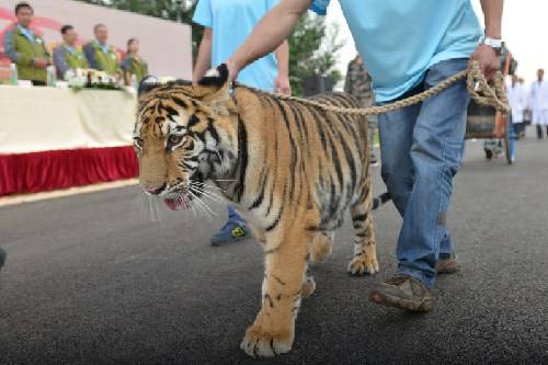 全球老虎日 老虎在动物阅兵式上展现动物王者之风