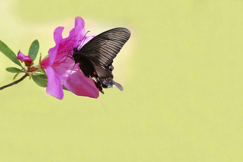春天杜鹃花丛飞舞的蝴蝶图片大全