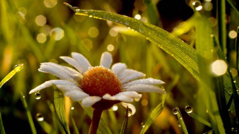 高清花卉植物特写高清壁纸