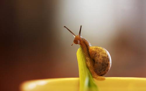 自然界可爱昆虫坚强的蜗牛