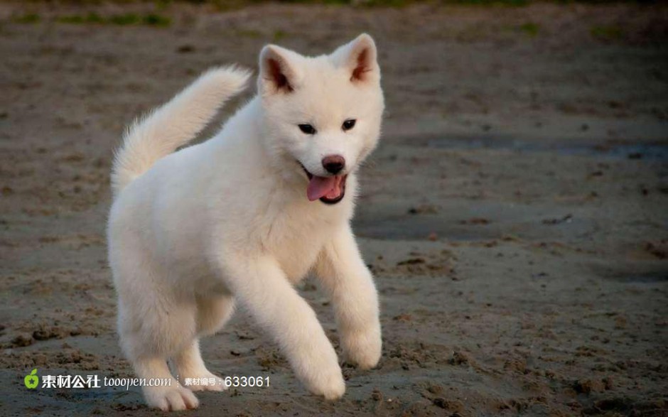 自娱自乐的白色秋田犬图片