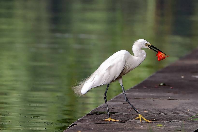 鸟类图片大全精选 池塘边捕食的聪明白鹭