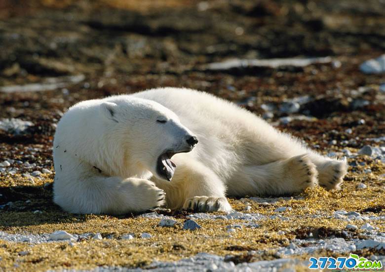 北极熊高清唯美图片