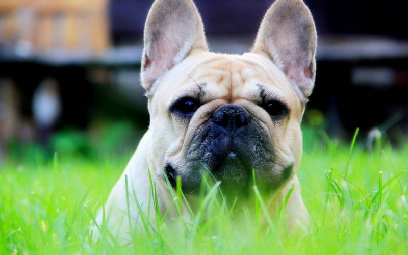 超囧的法国斗牛犬动物高清图片