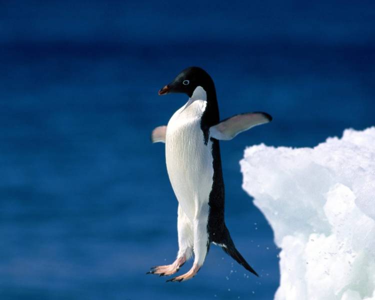 摇摇摆摆的企鹅摄影组图