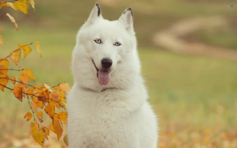 可爱雪橇犬哈士奇高清图片