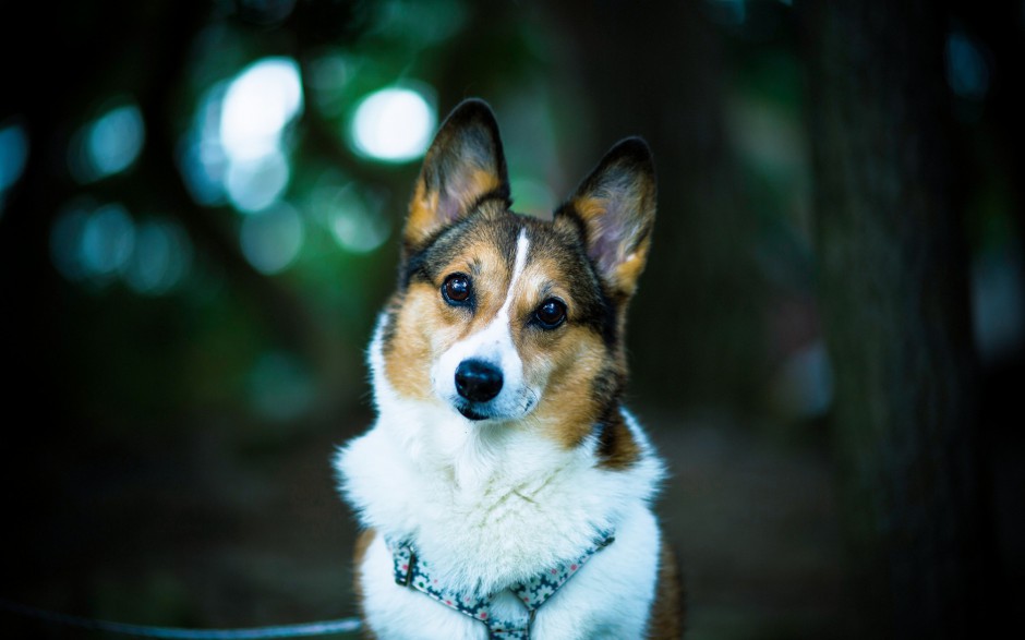 肉嘟嘟的小柯基犬图片