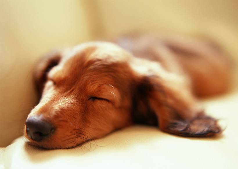 狗狗可爱高清睡姿图片