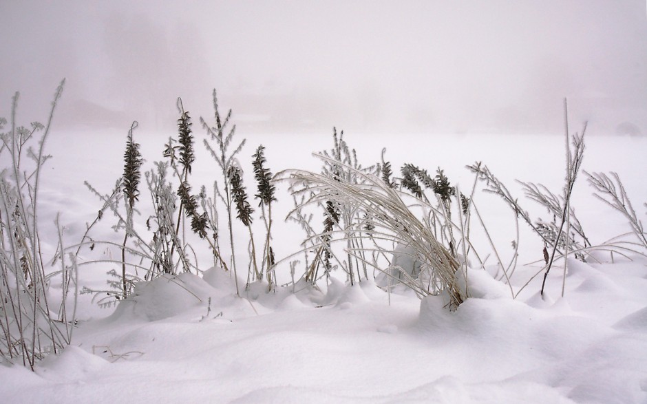 冬天森林雪景风景图片壁纸