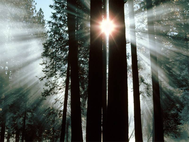 阳光下的高清唯美树林图片