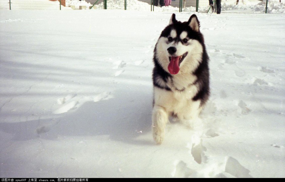 东北雪橇犬呆萌表情图片