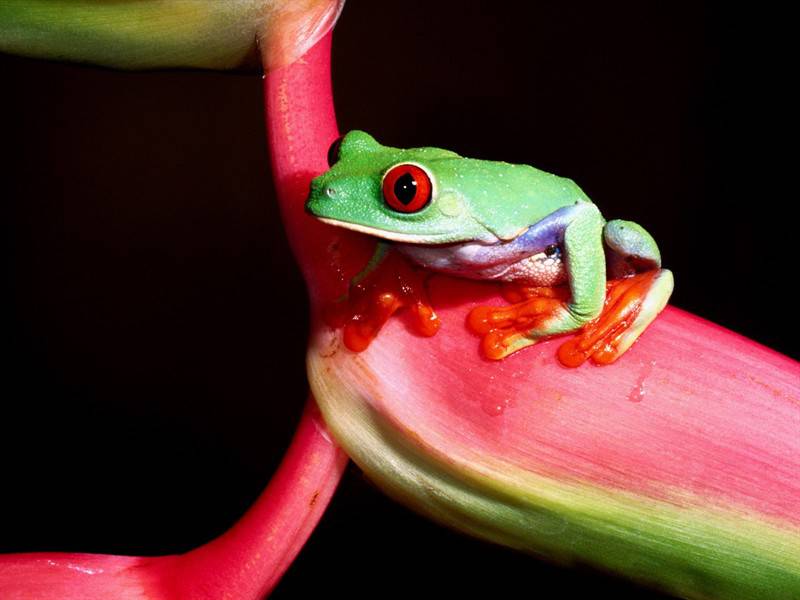 色彩妖艳的蛙类小动物图片