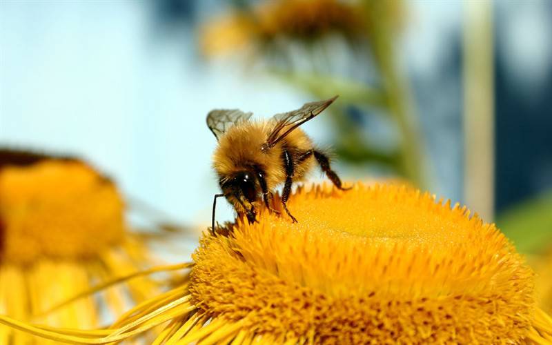 勤劳蜜蜂高清动物图片