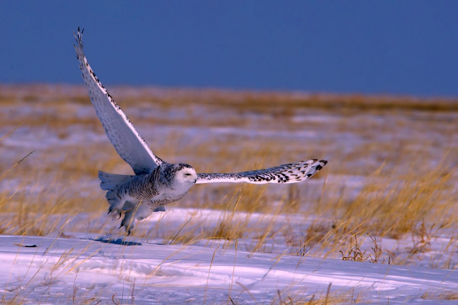 雪地滑翔的雪鸮猫头鹰图片