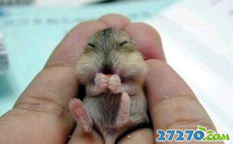 每日爆笑 恶搞动物