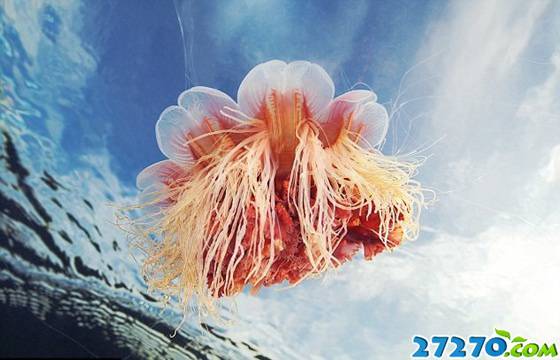 北极世界最大水母 色彩炫丽触须长达30米