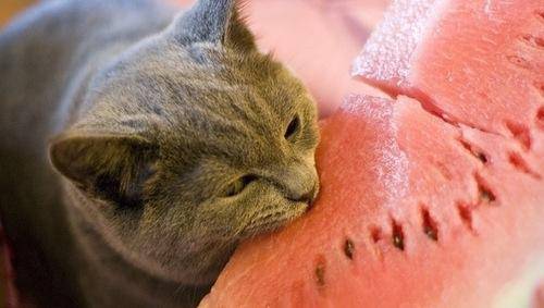 新鲜红嫩的夏日清凉西瓜冰唯美图片