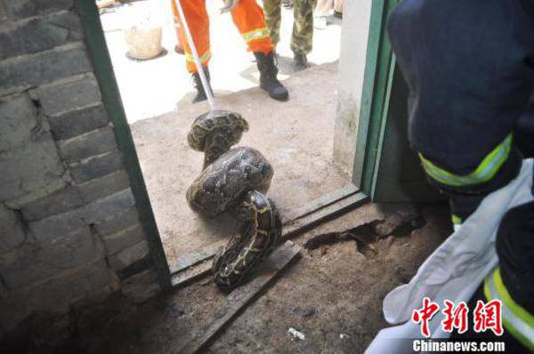 32斤大蟒蛇闯入乡民家偷鸭 吃太饱爬不动被捕(图)(2)