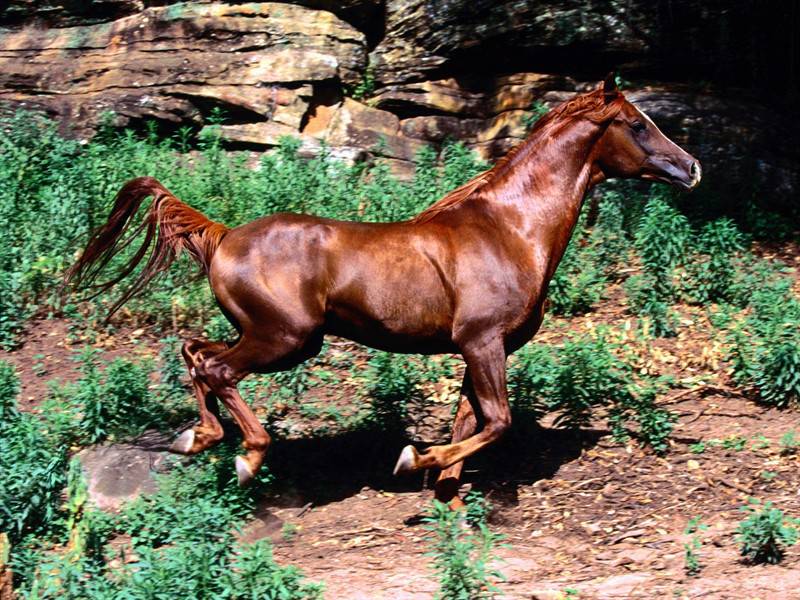骏马奔驰高清动物图片