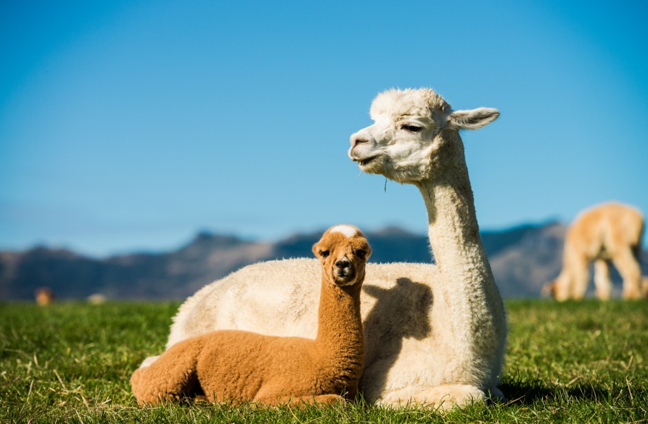 澳大利亚可爱的羊驼高清图片