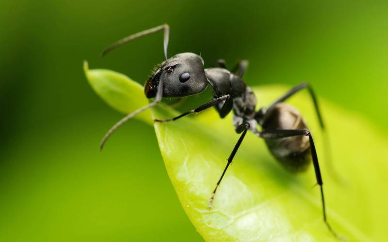 热带雨林细小蚂蚁高清桌面壁纸
