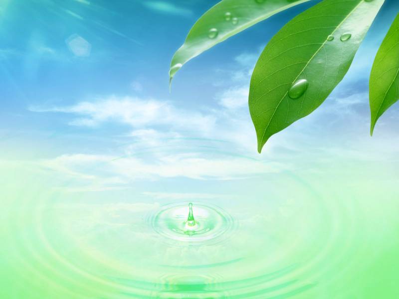 生机勃勃大自然绿叶精美壁纸