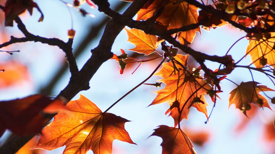 秋天树林香山枫叶美景欣赏