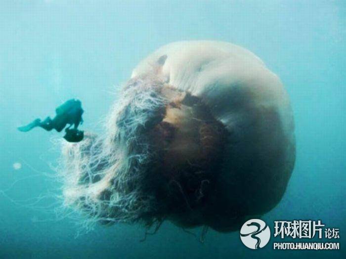 匪夷所思的巨型怪兽