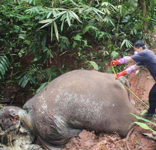 云南野生象遭砍头取象牙 大象惨死现场面目全非