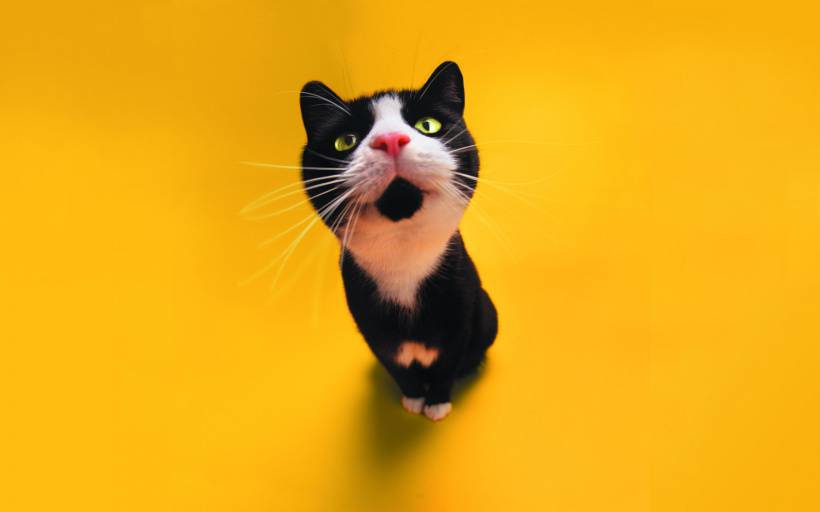 可爱的小黑猫卖萌高清图片