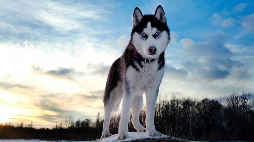 可爱雪橇犬哈士奇高清图片