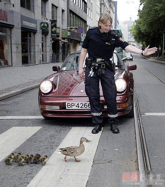 小鸭子跟鸭妈妈过马路