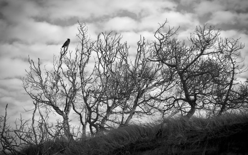枯藤老树上的乌鸦意境图片