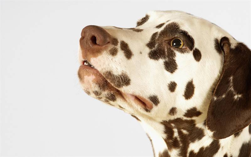 萌萌哒的狗狗高清动物图片