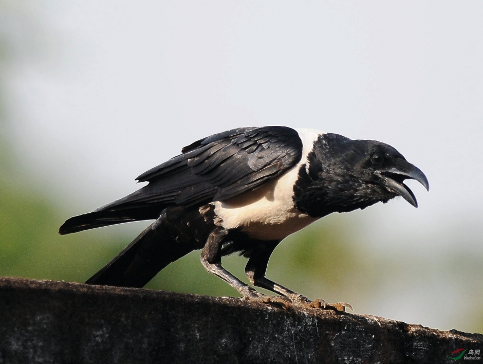 黑乌鸦意境摄影图片欣赏