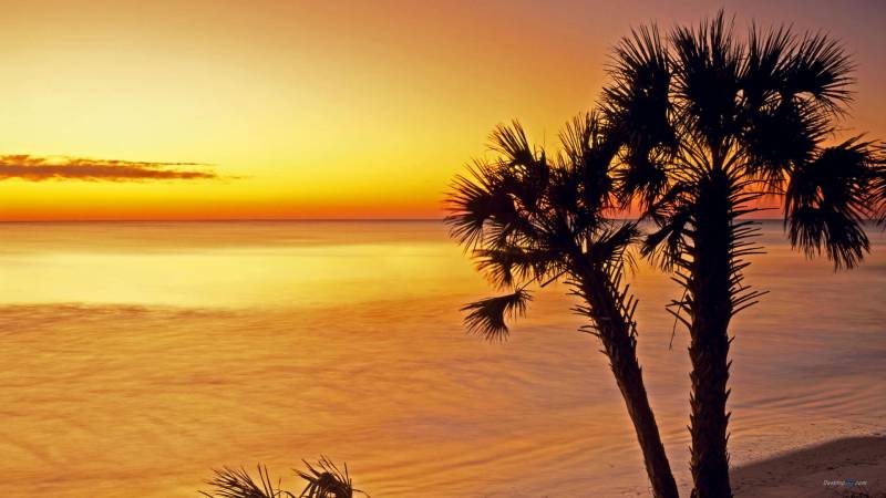 夕阳下的海景棕榈树唯美高清图片